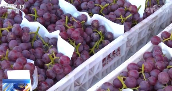 在希望的田野上 蔬菜消費升級引領(lǐng)紫色農(nóng)產(chǎn)品熱，家用電器銷售迎增長新機